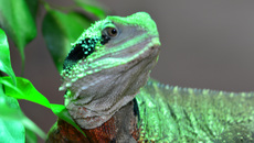 Australische Wasseragame (4).jpg